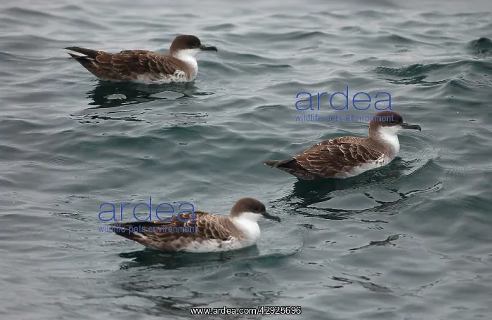 : Great Shearwaters - On water : Great Shearwaters - On water
