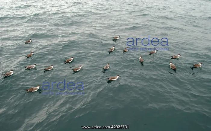 : Great Shearwaters - On water : Great Shearwaters - On water