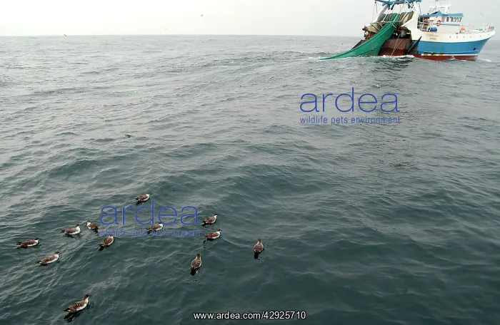 : Great Shearwaters - On water alongside fishing trawler : Great Shearwaters - On water alongside fishing trawler