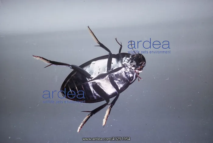 : Great Silver Diving / Water BEETLE - female, in : Great Silver Diving / Water BEETLE - female, in