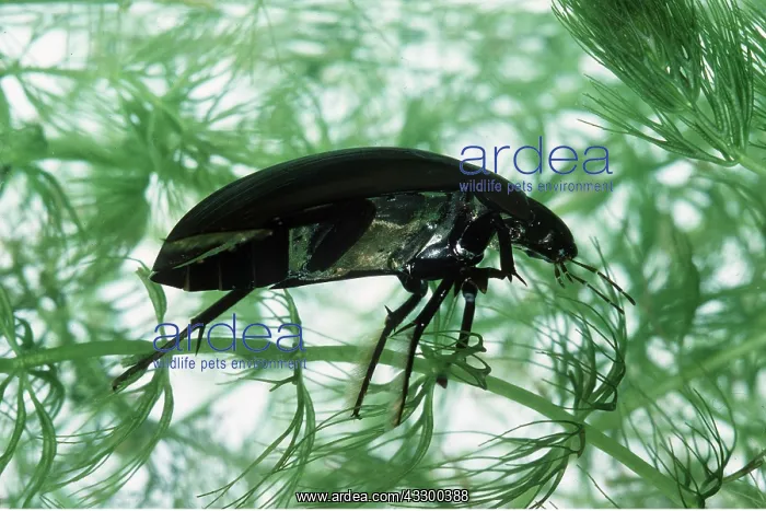 : Great Silver Diving / Water BEETLE - in water : Great Silver Diving / Water BEETLE - in water