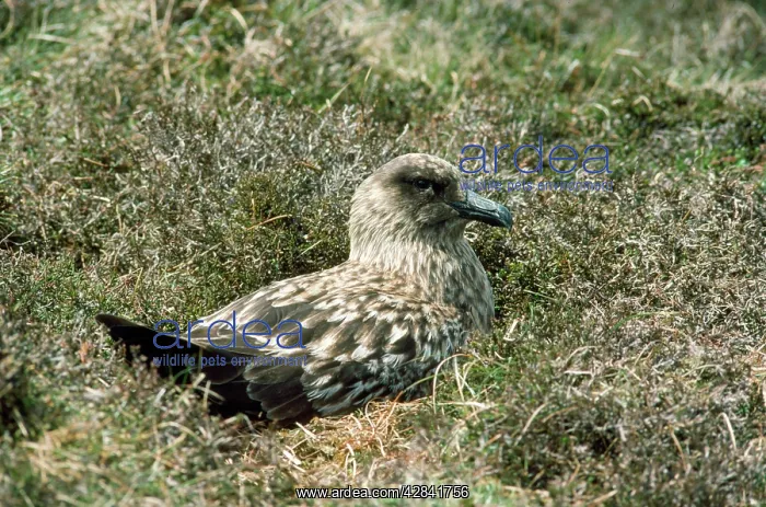 : GREAT SKUA : GREAT SKUA