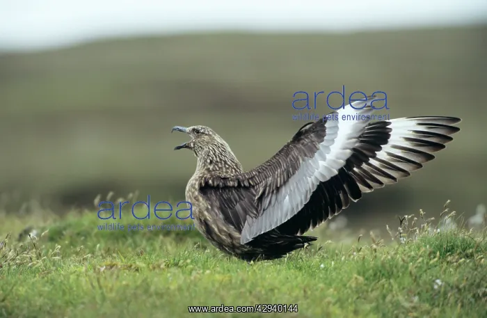 : Great SKUA : Great SKUA
