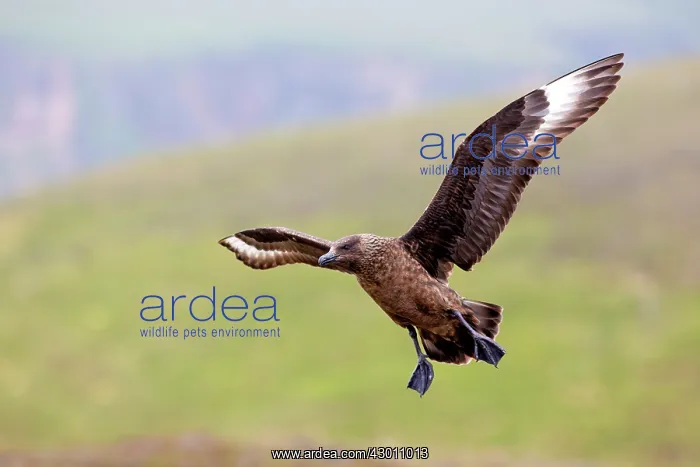  : Great Skua