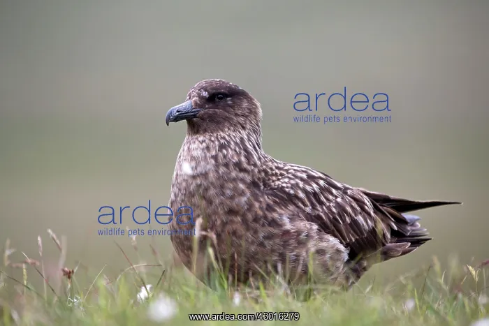  : Great Skua