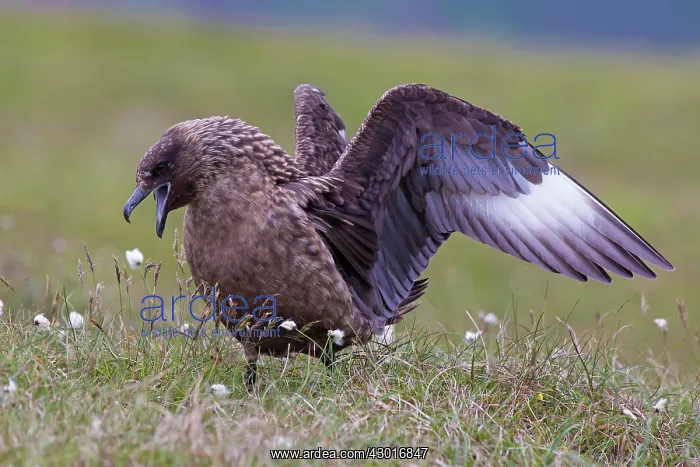 : Great Skua : Great Skua