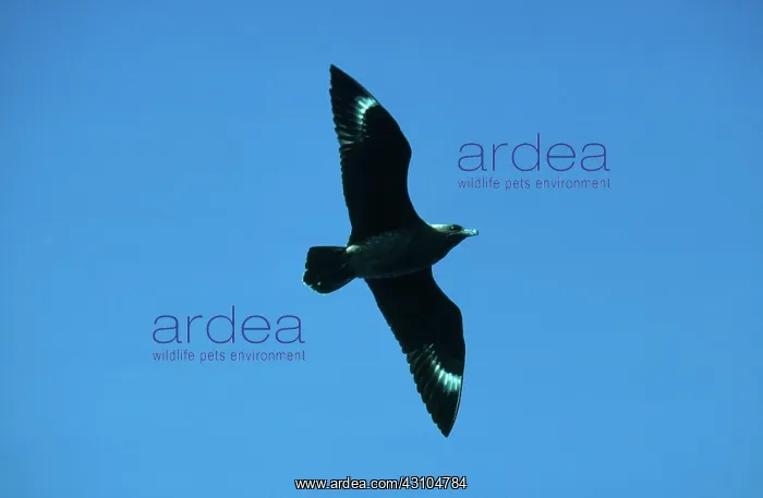 : Great Skua : Great Skua