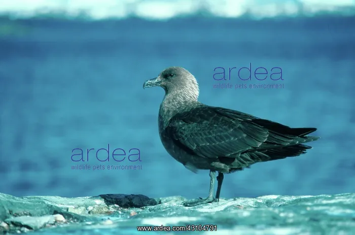 : Great Skua : Great Skua