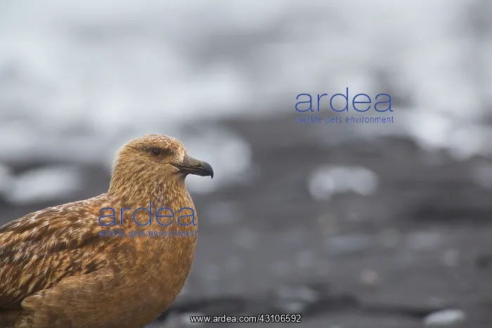 : Great Skua : Great Skua