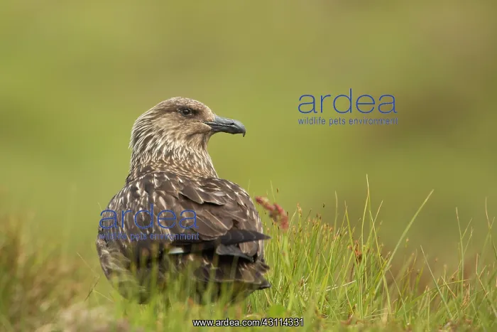 : Great Skua : Great Skua