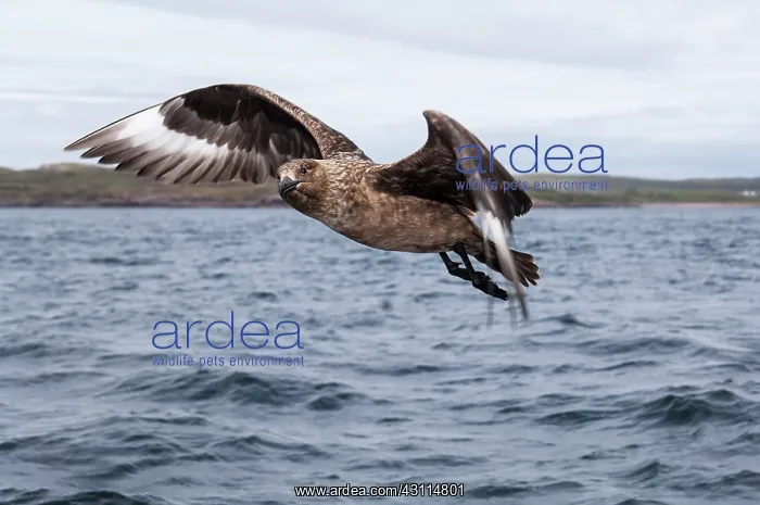  : Great Skua