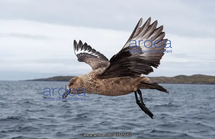 : Great Skua : Great Skua