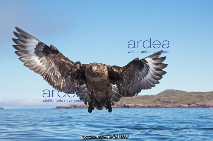 : Great Skua : Great Skua