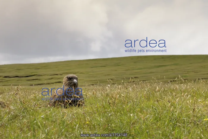 : Great Skua : Great Skua