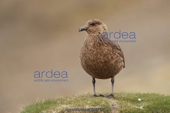 : Great Skua : Great Skua