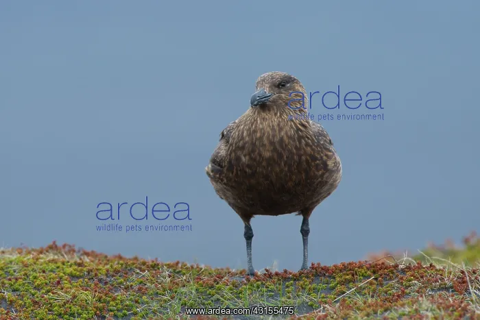 : Great Skua : Great Skua