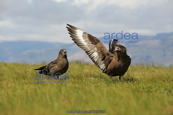 : Great Skua : Great Skua