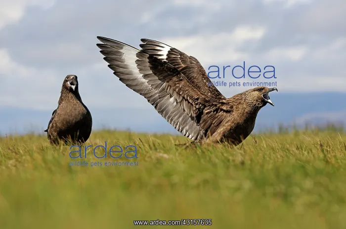 : Great Skua : Great Skua