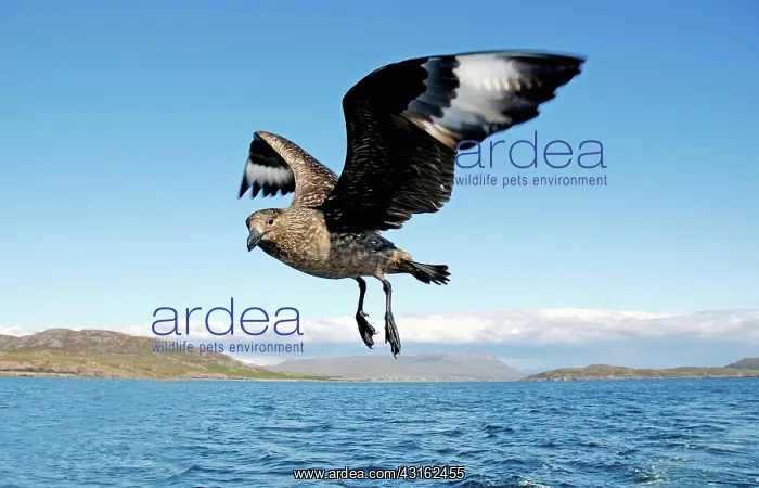 : Great Skua : Great Skua