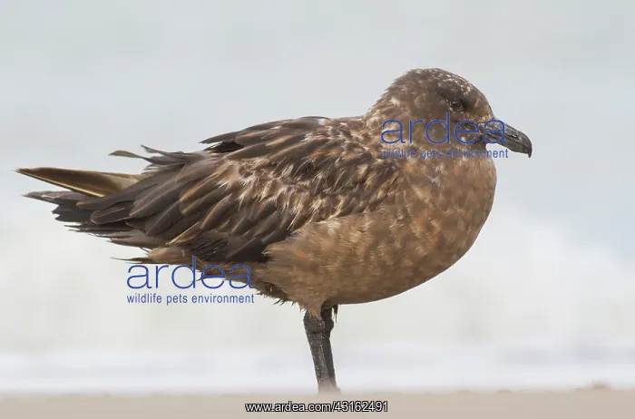 : Great Skua : Great Skua