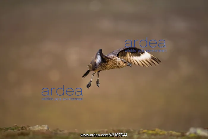 : Great Skua : Great Skua