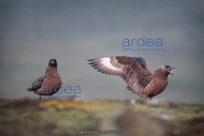 : Great Skua : Great Skua