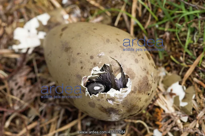 : Great Skua : Great Skua