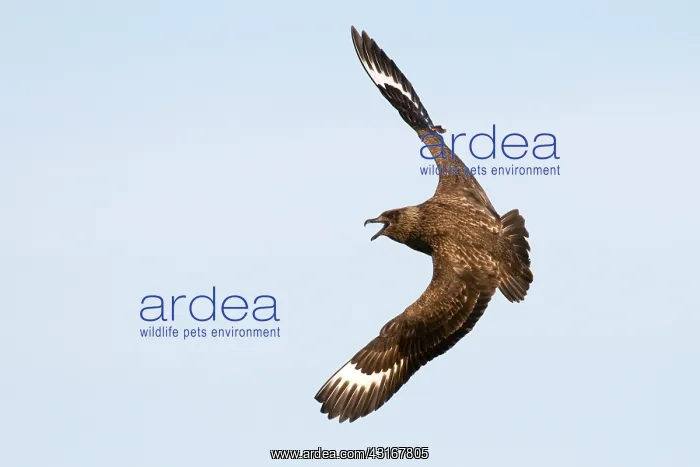 : Great Skua : Great Skua