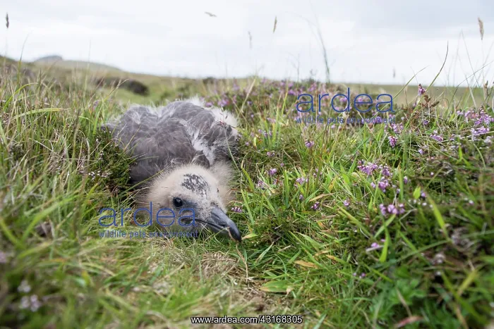 : Great Skua : Great Skua