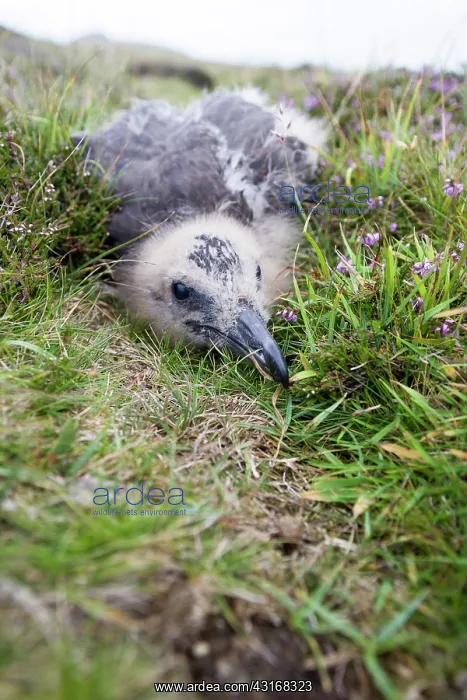 : Great Skua : Great Skua