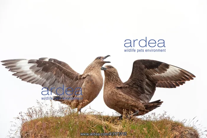 : Great Skua : Great Skua