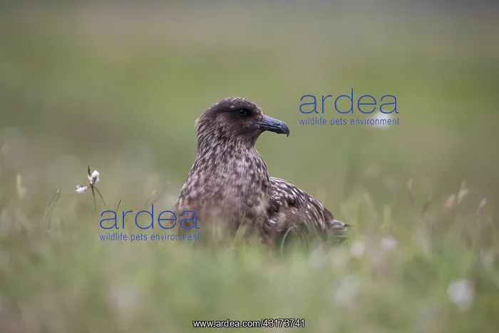  : Great Skua