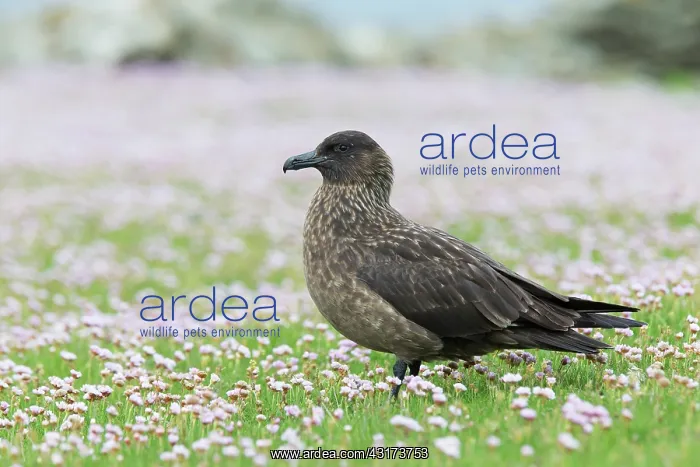 : Great Skua : Great Skua