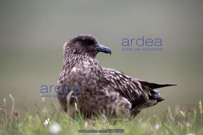  : Great Skua