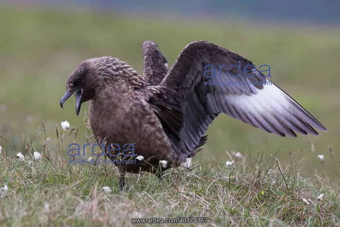 : Great Skua : Great Skua
