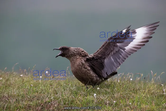 : Great Skua : Great Skua