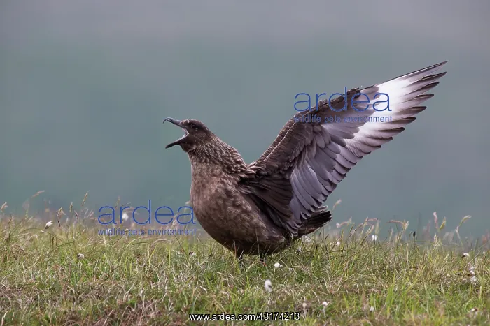 : Great Skua : Great Skua