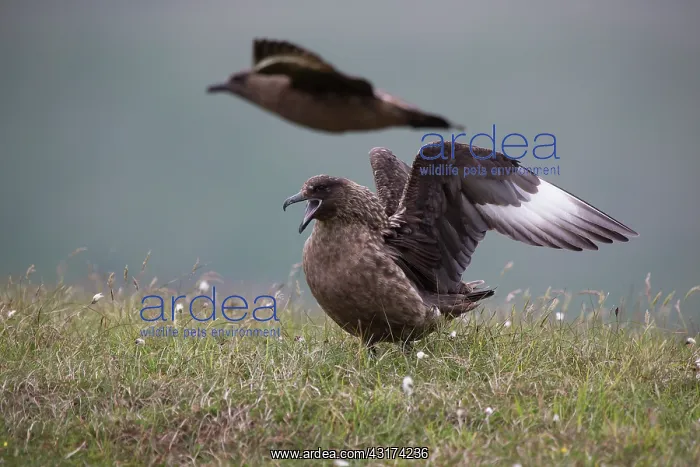 : Great Skua : Great Skua
