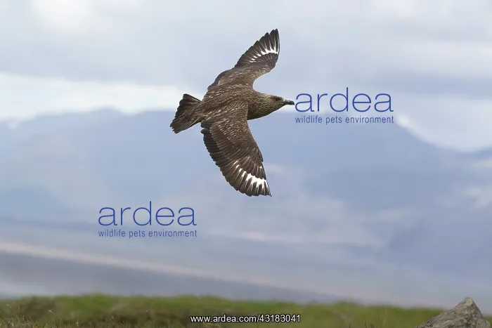 : Great Skua : Great Skua