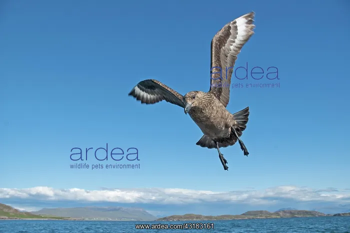 : Great Skua : Great Skua