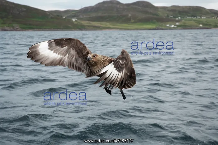 : Great Skua : Great Skua
