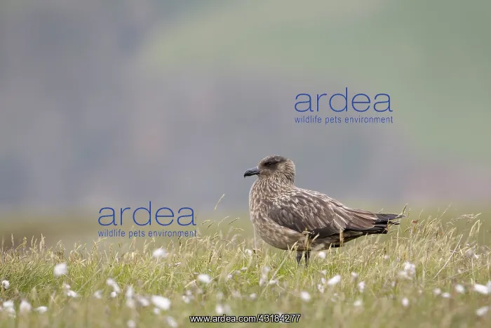 : Great Skua : Great Skua