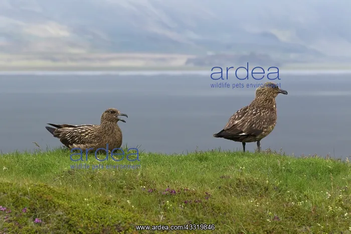 : Great Skua : Great Skua