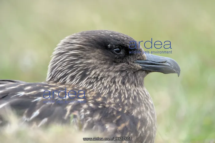 : Great Skua : Great Skua