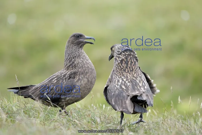 : Great Skua : Great Skua
