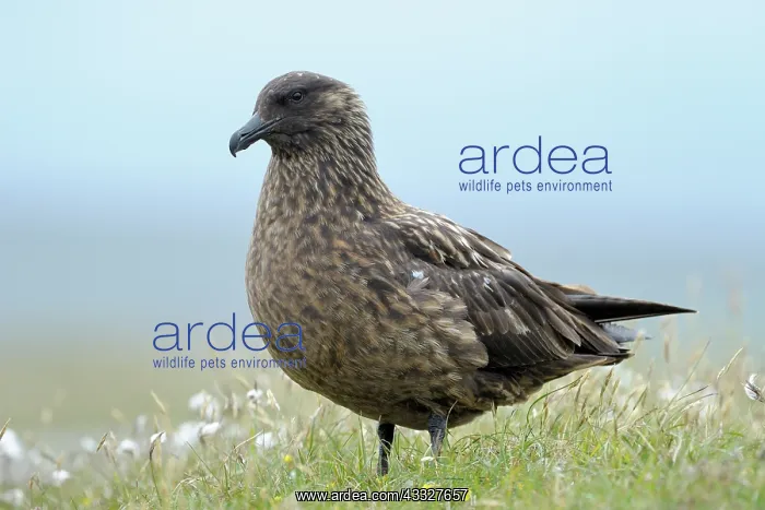 : Great Skua : Great Skua