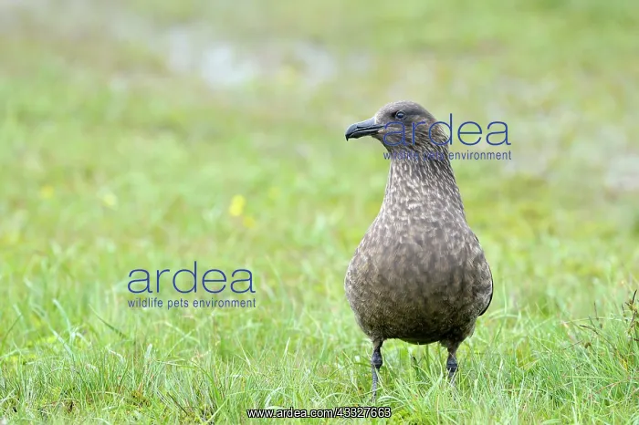 : Great Skua : Great Skua