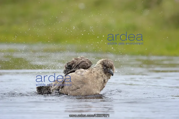 : Great Skua : Great Skua