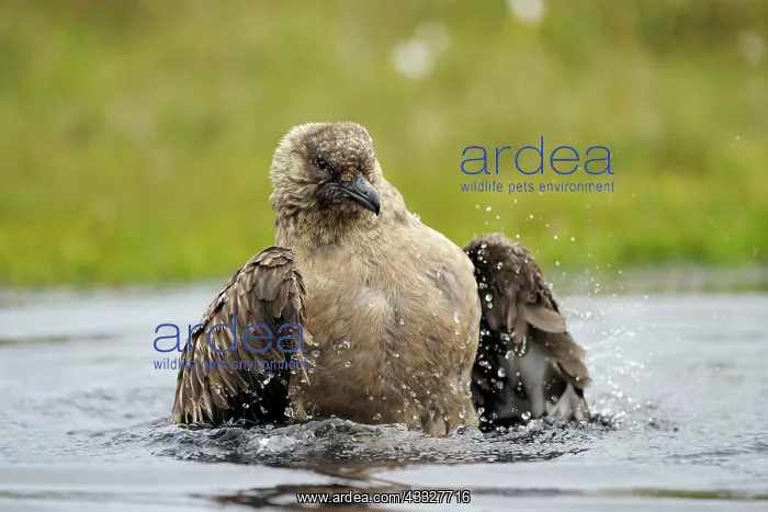 : Great Skua : Great Skua