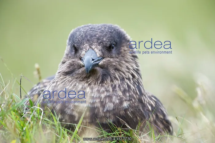: Great Skua : Great Skua